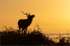 Sika Stag Sun Rise by Jeff Dakin