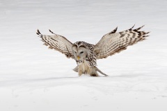 Ural Owl By Kevin Blake
