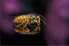 Wasp Reflection By Jeff Dakin