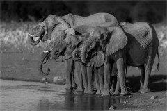 Young Elephants in Etosha National Park By Kevin Blake