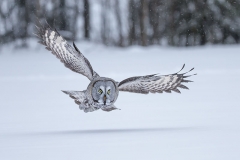 Great Grey owl