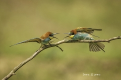 Beeeater confrontation