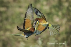 Beeeaters kissing
