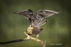 Falcons mating