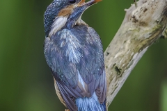 Kingfisher resting