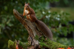 A Hazelnut In Every Bite by Kevin Blake