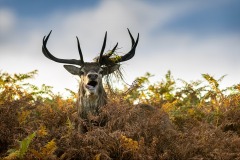 Derbyshire Rutting Stag by Jeff Dakin