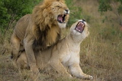Lions mating - that moment by Steve Gresty