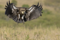 Vulture by Steve Gresty