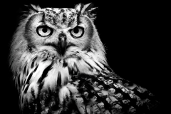 01_ European Eagle Owl