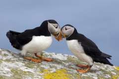 01_Atlantic Puffins (Fratercula Arctica)