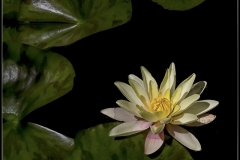 01_Water Lily