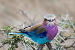 01_angry bird (lilac breated roller)