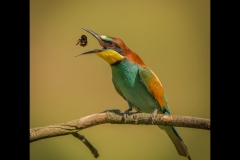 1_ Beeater catching bee
