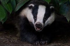Badger in Cheshire Wood - Steve Gresty - 18 points