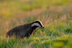 Badger in the evening sun - Jeff Dakin - 17 points