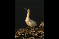 Gannet last light - Jeff Dakin - 18 points