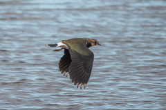 Lapwing in flight - Tom Tyler - 17 points