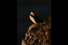 Puffin setting sun - Jeff Dakin - 17 points