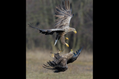 White tailed eagle conflict - Steve Gresty - 20 points