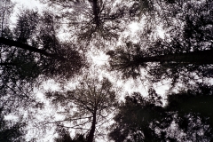 Treescape by Alex White