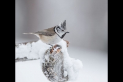 Crested Tit by Conor Molloy