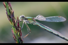 01_Female Emerald Damselfly