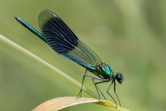 01_Male Banded Demoiselle