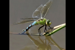 02_Emperor Dragonfly Ovipositing
