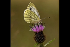 03_Small White (Pieris rapae) Butterfly