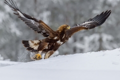 01_Golden Eagle carrying off Hare's head