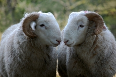 01_I love ewes