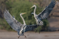 02_Grey Heron confrontation