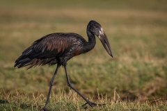 03_African Openbill