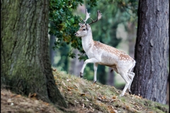 03_Fallow Deer