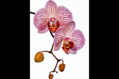 Orchid