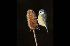 Blue Tit on Teasel - Jeff Dakin - 19 points