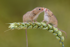 Harvest Mice - Steve Gresty - 20 points