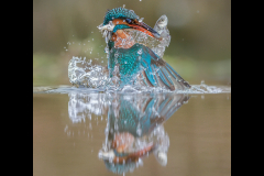 Kingfisher emerging - Steve Gresty - 19 points