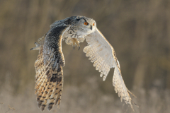 Western Siberian Eagle Owl - Steve Gresty - 20 points