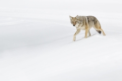 Coyote in Snow