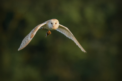 Barn Owl with Snack by Steve Gresty