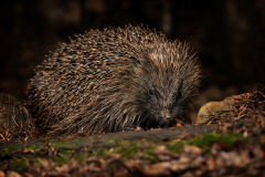 Hedgehog by Jeff Dakin