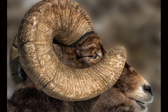 Yellowstone Big-Horn-Sheep