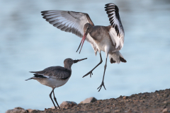 Dave Tolliday - Black Tailed Godwit Argument - 20 Points