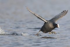 Coot Running on Water by Dave Tolliday