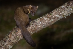 Pine Marten by Kevin Blake