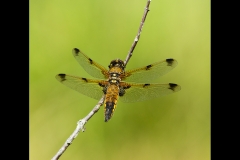 Four-Spotted Chaser