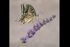 Swallowtail