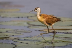 Juvenile African Jacana